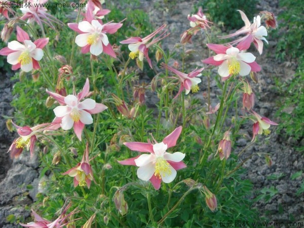 大花耬斗菜種子發(fā)芽出苗開(kāi)花圖片