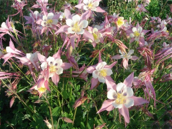 大花耬斗菜種子發(fā)芽出苗開(kāi)花圖片