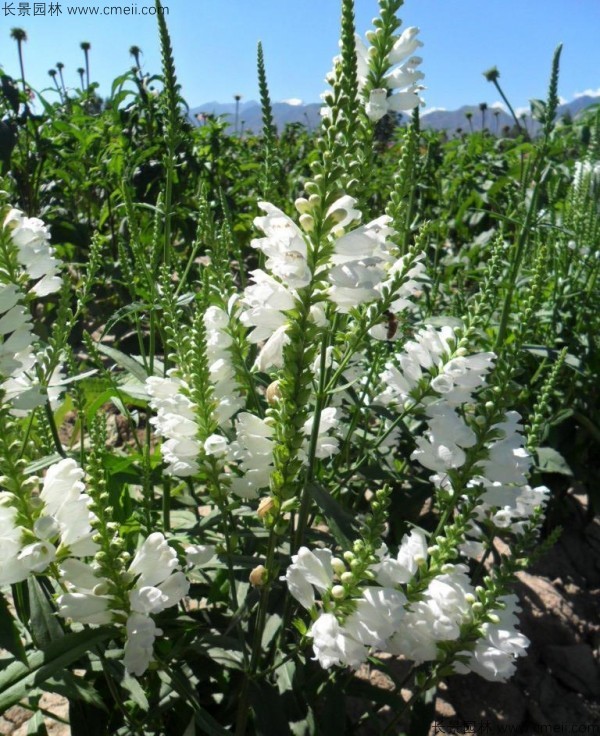 假龍頭種子發(fā)芽出苗開花圖片