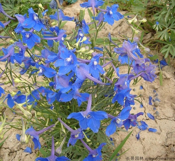 千鳥草種子發(fā)芽出苗開花圖片