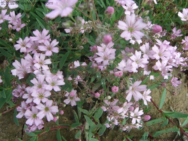 霞草種子發(fā)芽出苗開花圖片