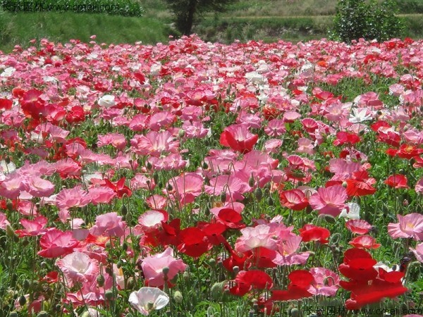 冰島虞美人種子發(fā)芽出苗開(kāi)花圖片