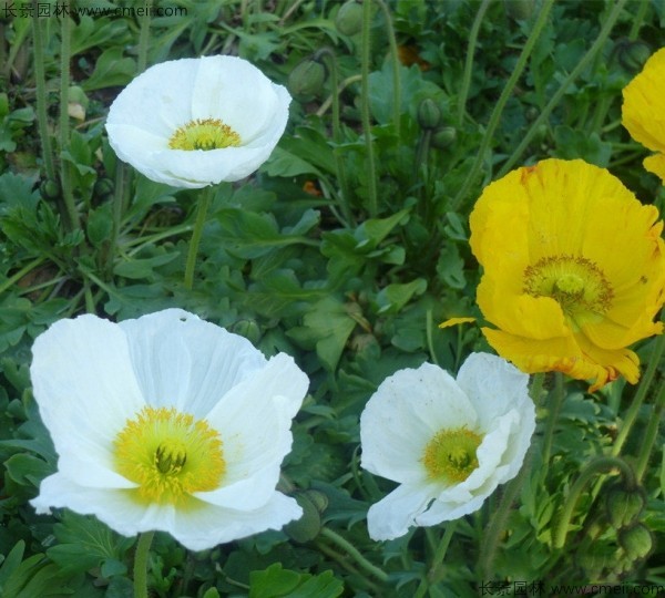 冰島虞美人種子發(fā)芽出苗開(kāi)花圖片