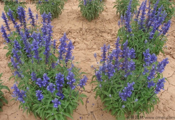 藍(lán)花鼠尾草種子發(fā)芽出苗開花圖片