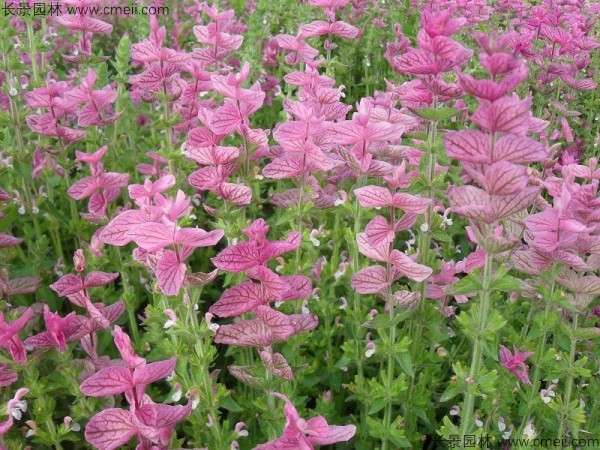 粉花鼠尾草種子發(fā)芽出苗開(kāi)花圖片