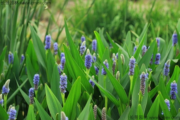 梭魚(yú)草種子發(fā)芽出苗開(kāi)花圖片