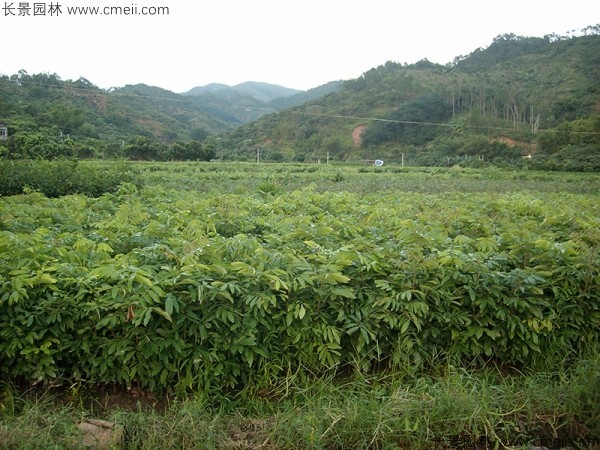 桂圓種子發(fā)芽出苗圖片