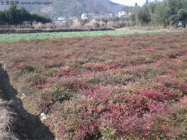 紅天竹種子發(fā)芽出苗圖片