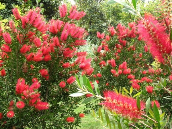 紅千層種子發(fā)芽出苗開花圖片