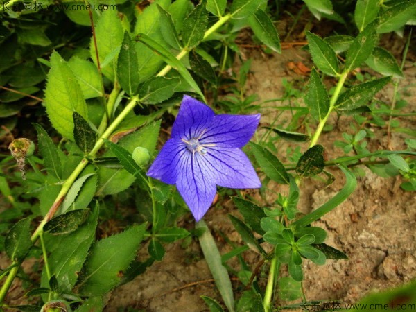 鈴鐺花種子發(fā)芽出苗開(kāi)花圖片