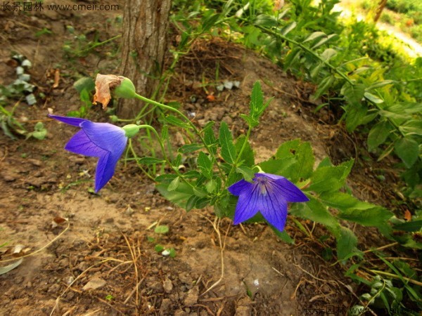 鈴鐺花種子發(fā)芽出苗開(kāi)花圖片