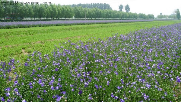 鈴鐺花種子發(fā)芽出苗開(kāi)花圖片