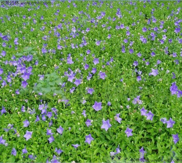 鈴鐺花種子發(fā)芽出苗開(kāi)花圖片