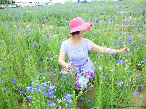 鈴鐺花種子發(fā)芽出苗開(kāi)花圖片