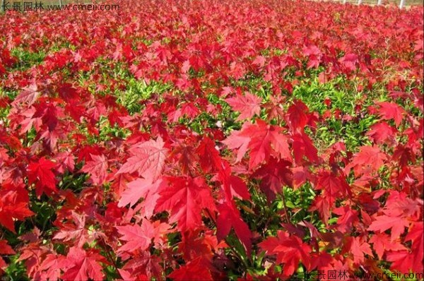 紅楓種子發(fā)芽出苗圖片