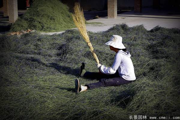 薰衣草種子發(fā)芽出苗開花圖片