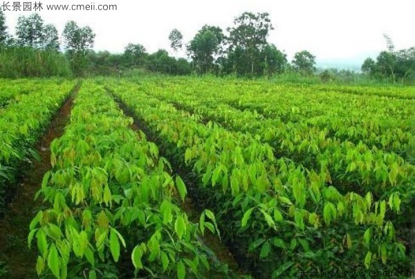 橡膠樹(shù)種子發(fā)芽出苗圖片