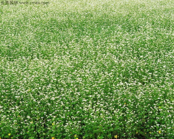 黑苦蕎種子發(fā)芽出苗開花圖片