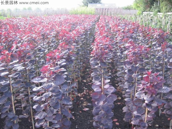 紅櫨種子發(fā)芽出苗圖片