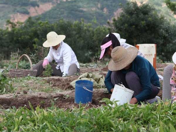 半夏種子發(fā)芽出苗采收圖片