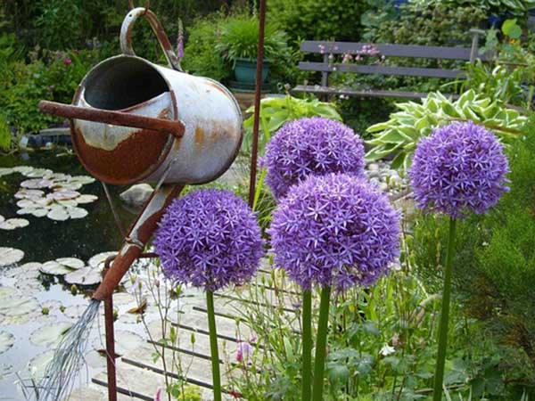 大絨球種子發(fā)芽出苗開花圖片