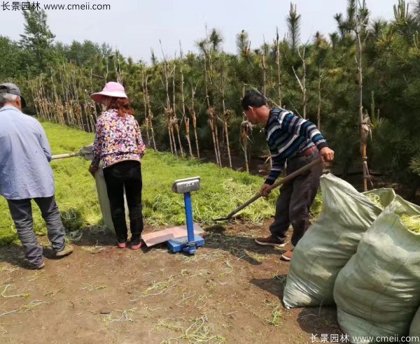 佛甲草起苗挖苗現(xiàn)場實拍圖片