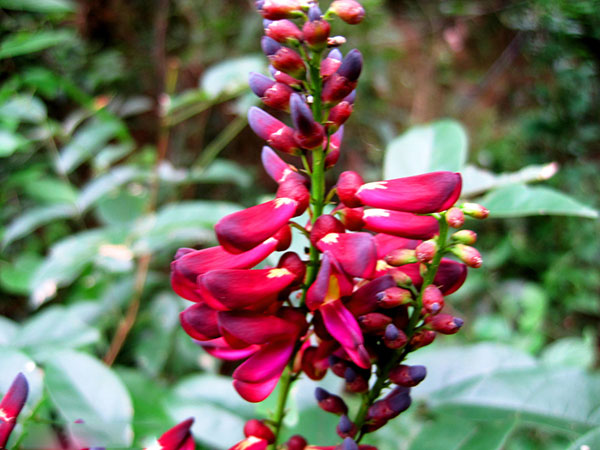 油麻藤樹苗開花圖片