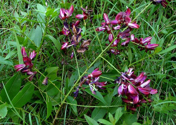 油麻藤樹(shù)苗開(kāi)花圖片