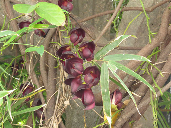 油麻藤樹苗開花圖片