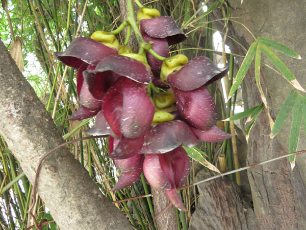 油麻藤樹(shù)苗開(kāi)花圖片