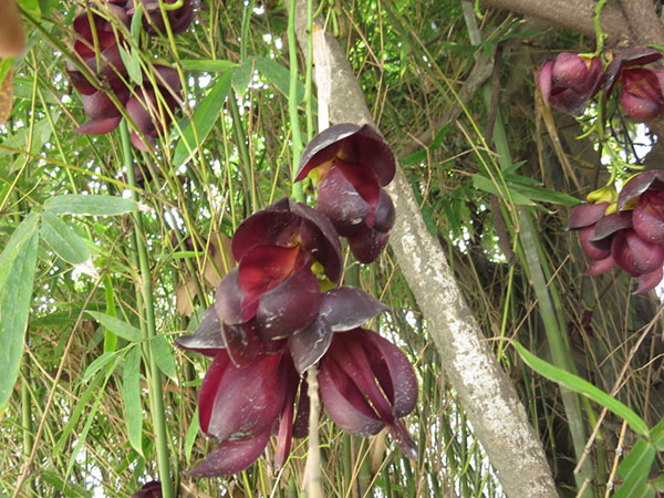 油麻藤樹(shù)苗開(kāi)花圖片