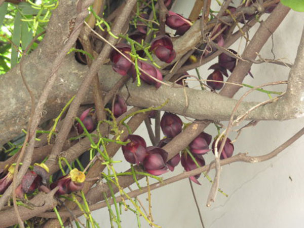 油麻藤樹(shù)苗開(kāi)花圖片