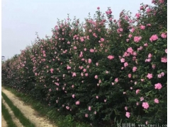 木槿樹苗、木槿花多少錢