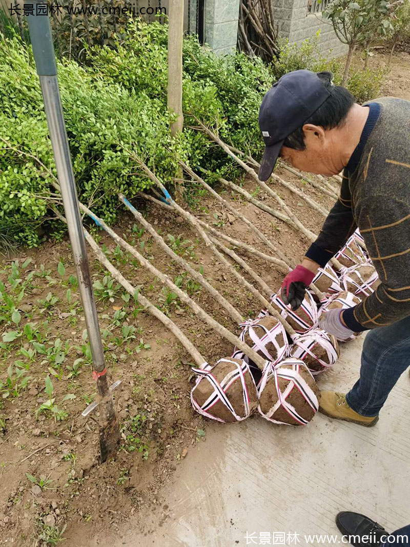 小葉黃楊樹(shù)