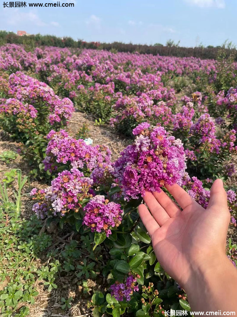 長(zhǎng)景園林矮紫薇