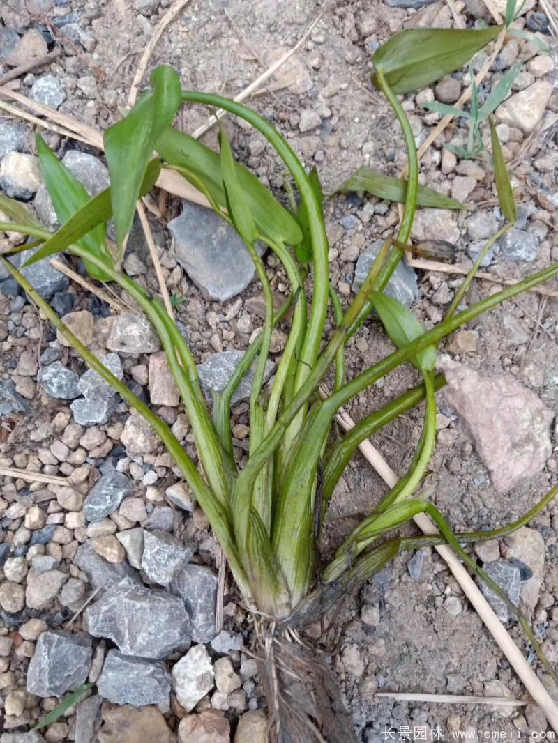 水生濕地植物梭魚(yú)草