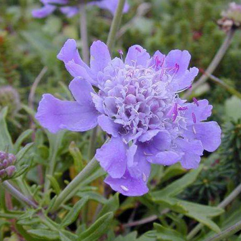 輪峰菊的形態(tài)特征、生長習性及種植方法