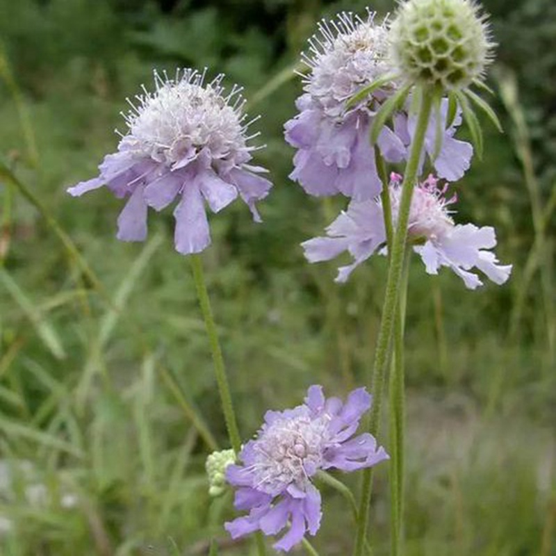 輪峰菊的形態(tài)特征、生長習性及種植方法