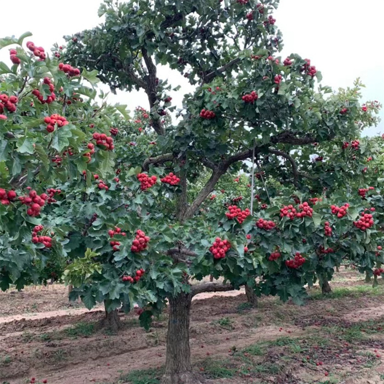 山楂樹(shù)秋天紅果結(jié)果的樣子